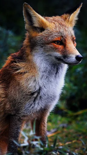 Fox HD Wallpapers Screenshot 2