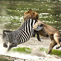 Angry Lion Jungle Attack
