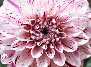 Dahlia Flower Wallpapers Screenshot 2