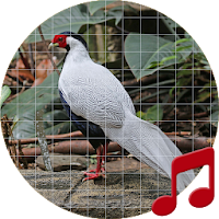 Silver pheasant sounds ~ Sboard.pro