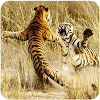 Tiger Wallpapers
