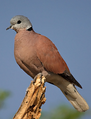 Red Turtle Dove Sounds ~ Sboar Screenshot 0