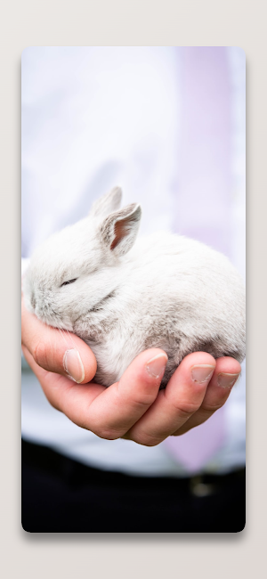Cute Rabbit Wallpaper 4k Screenshot 3