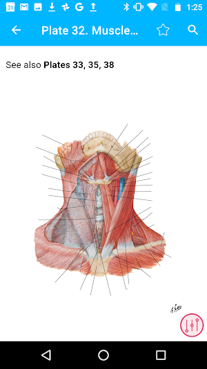 Anatomy Atlas, USMLE, Clinical Screenshot 1