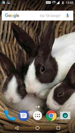 Rabbit Wallpaper HD Screenshot 1