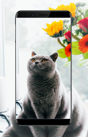 Cute Cat Wallpapers Screenshot 2