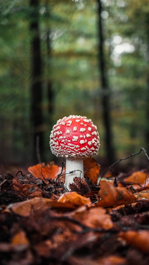 Mushroom Wallpaper Screenshot 2
