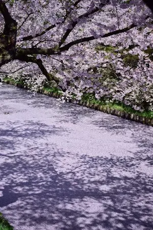 Japan Wallpaper HD Screenshot 0