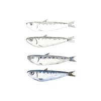Jenis Ikan di Malaysia