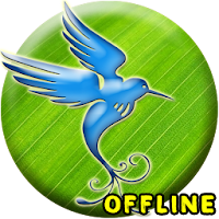 Suara Terapi Burung MP3