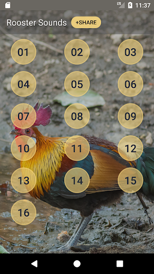 Red Junglefowl Call Sounds Screenshot 1