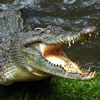 Crocodile Sounds