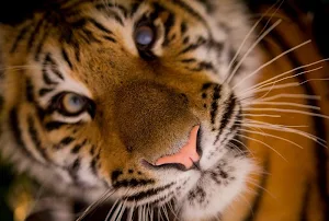 Tiger wallpapers Screenshot 1