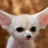 Fennec Fox Wallpaper HD