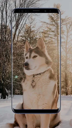 Siberian Husky Wallpapers and Backgrounds Screenshot 3