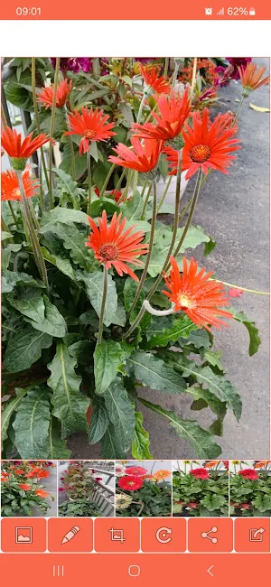 Album Image Screenshot 0