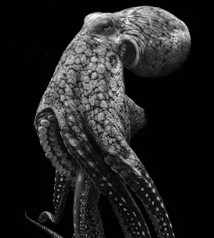 Octopus Wallpapers HD Screenshot 2