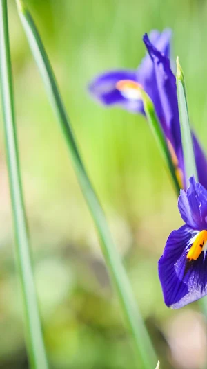 Iris Reticulata Wallpaper Screenshot 3