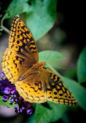 Spangled Butterfly Wallpapers Screenshot 0