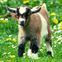 Goat Ringtone