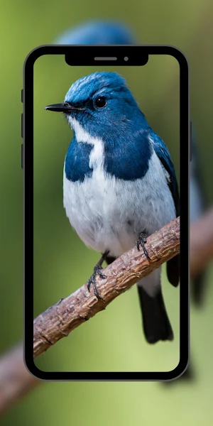 Bird Cute Wallpaper Screenshot 2