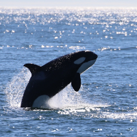 Sea Whales