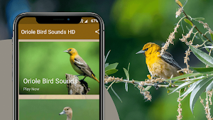 Oriole Bird Sounds Screenshot 1