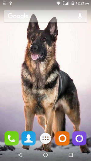 German Shepherd Dog Wallpaper Screenshot 0