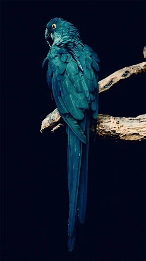 Parrot -Wallpapers,Puzzle Screenshot 1