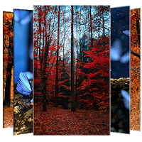Forest Wallpapers and Backgrounds