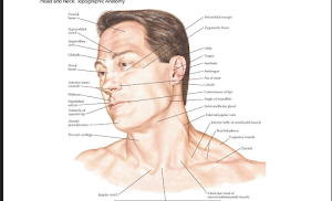 Atlas of Human Anatomy Screenshot 0