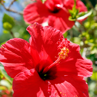 Hibiscus Wallpapers