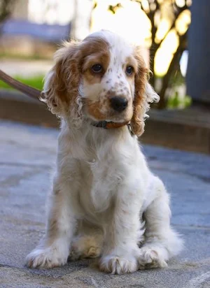 Cocker Spaniel Dog Wallpapers Screenshot 0