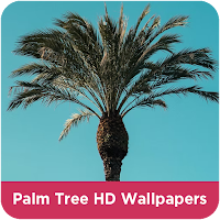 Palm Tree HD Wallpapers