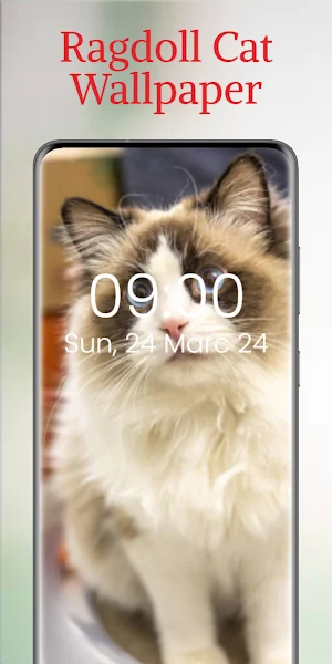 Ragdoll Cat Wallpaper Screenshot 0