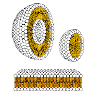 Membrane biology