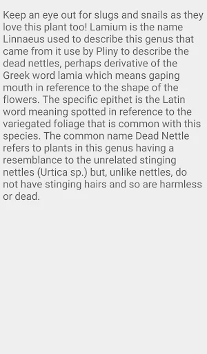 Lamium Pink Pewter Screenshot 3