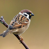 Sparrow bird sounds