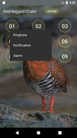 Red-legged crake bird sounds Screenshot 1