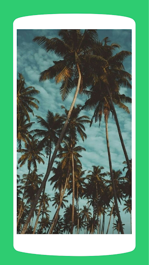 Coconut Tree Wallpaper HD 4K Screenshot 0