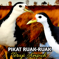 Suara pemikat ruak ruak ampuh