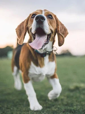 Beagle Dog Wallpapers Screenshot 1