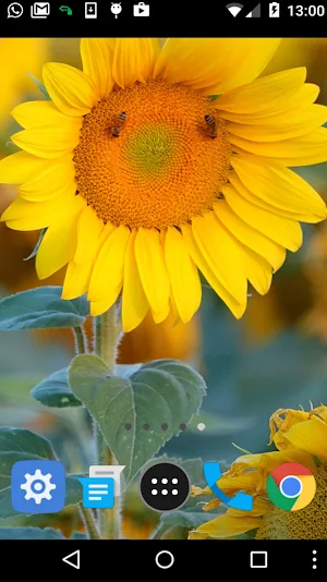 sunflower aesthetic wallpaper Screenshot 1