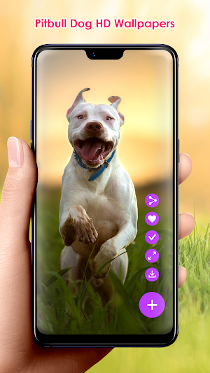 Pitbull Dog HD Wallpapers Screenshot 1