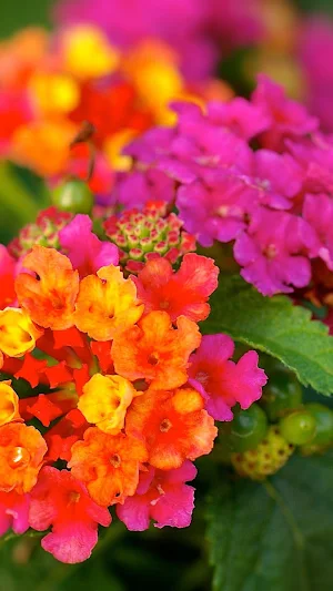 Lantana Wallpaper Screenshot 1
