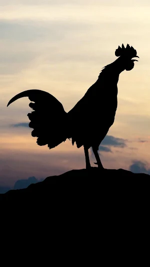 Rooster Wallpaper Screenshot 2