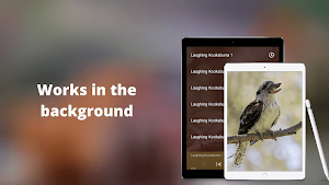 Laughing Kookaburra Sounds Screenshot 2