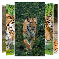 Tiger Wallpapers