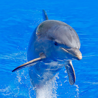Dolphins Wallpaper