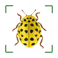 ID UK insects